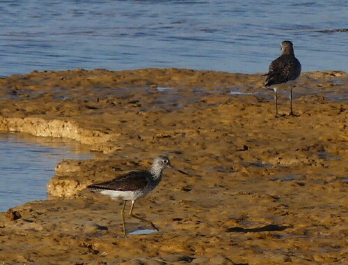 iNaturalist image