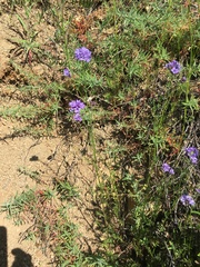 Gilia achilleifolia