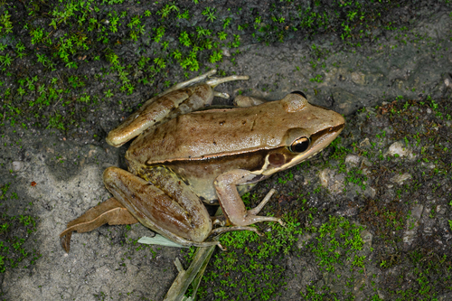 Guenther's Frog, photo 2 of 8