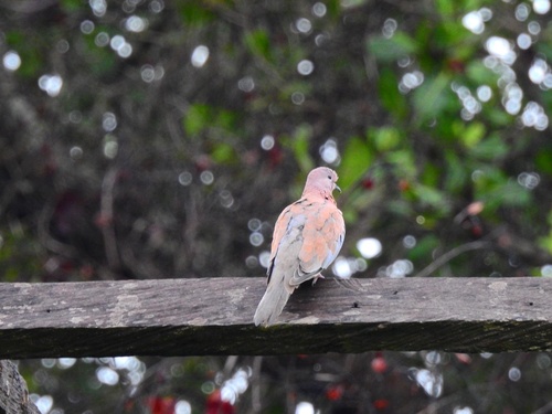 Laughing Dove