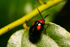 Arcastes biplagiata