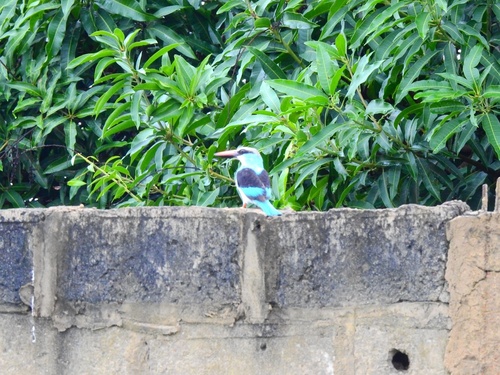 Blue-breasted Kingfisher
