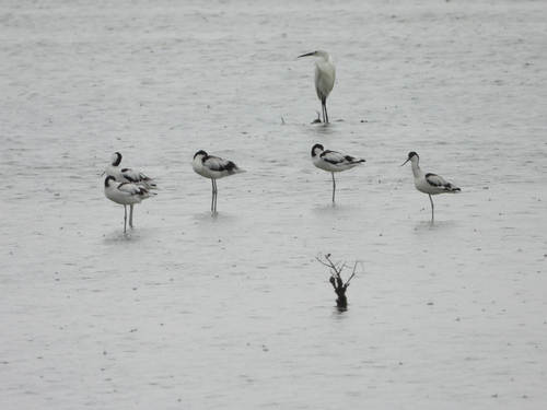 iNaturalist image