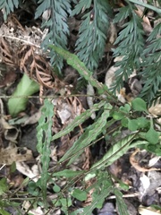 Parsonsia capsularis