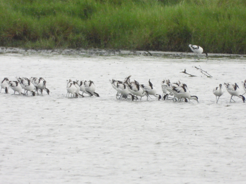 iNaturalist image