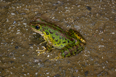 Guizhou Odorous Frog photo 2