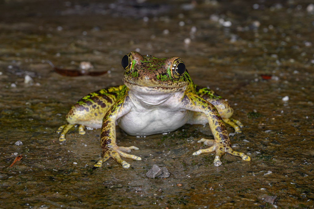 Guizhou Odorous Frog
