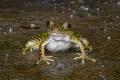 Guizhou Odorous Frog photo 1