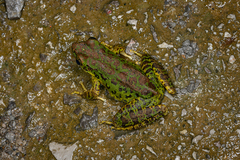 Guizhou Odorous Frog photo 3