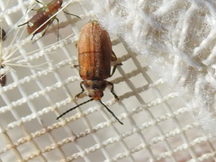 Ophraella notata