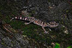 Libo Leopard Gecko photo 3