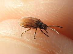 Ophraella notata