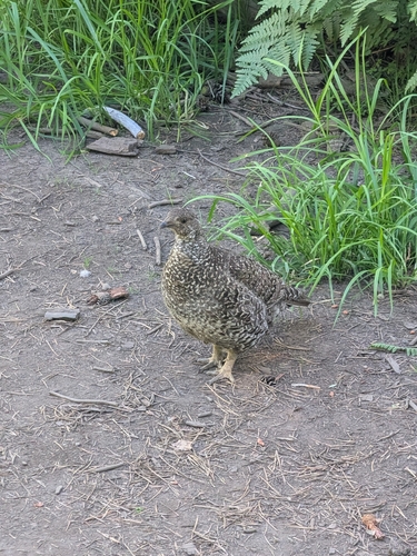 iNaturalist observation photo of Sooty Grouse