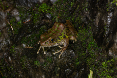 Guizhou Odorous Frog photo 4
