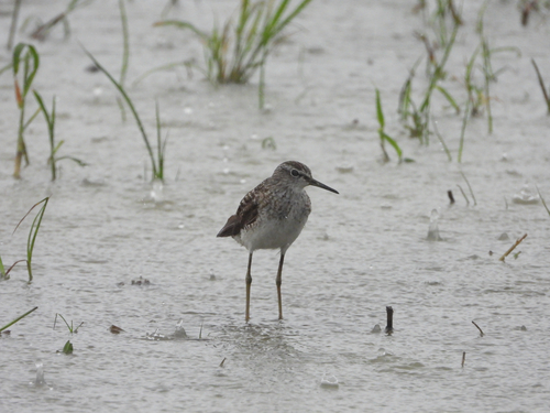 iNaturalist image