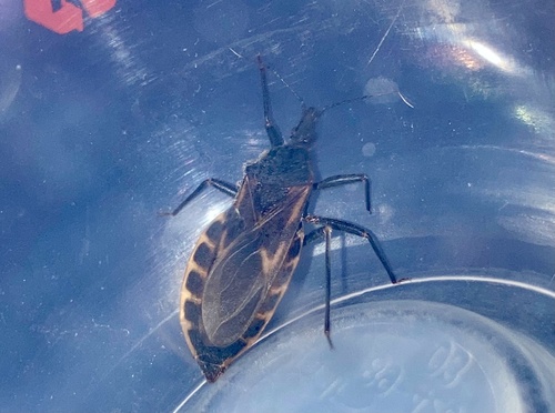 Large Kissing Bug