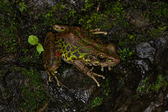 Guizhou Odorous Frog photo 5