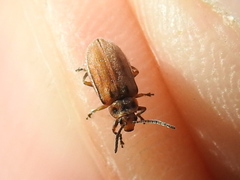Ophraella notata