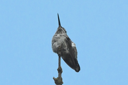 Anna's Hummingbird