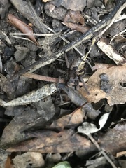 Uliodon albopunctatus