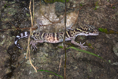 Libo Leopard Gecko photo 5