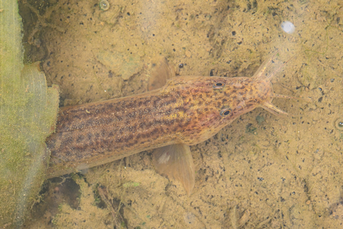 Oriental Weatherfish