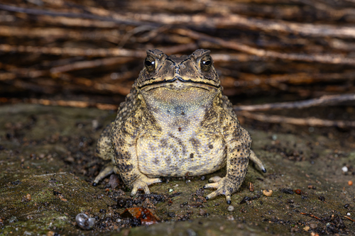Asian Common Toad, photo 2 of 7