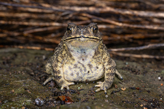 Asian Common Toad photo 2