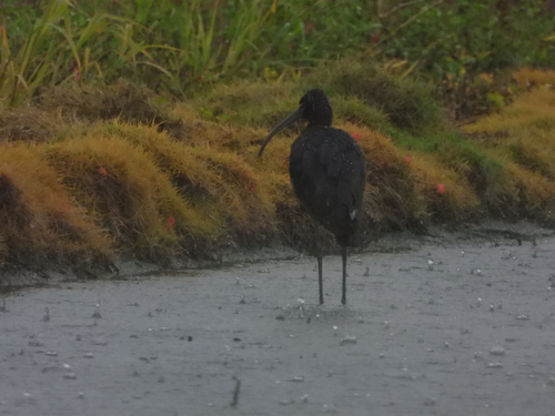 iNaturalist image