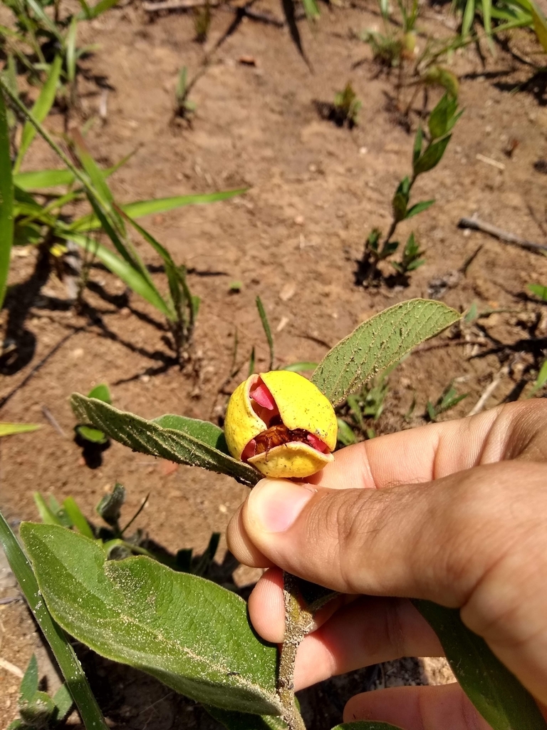 Annona crotonifolia (Annona crotonifolia)