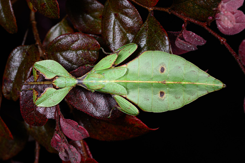 Cryptophyllium liyananae