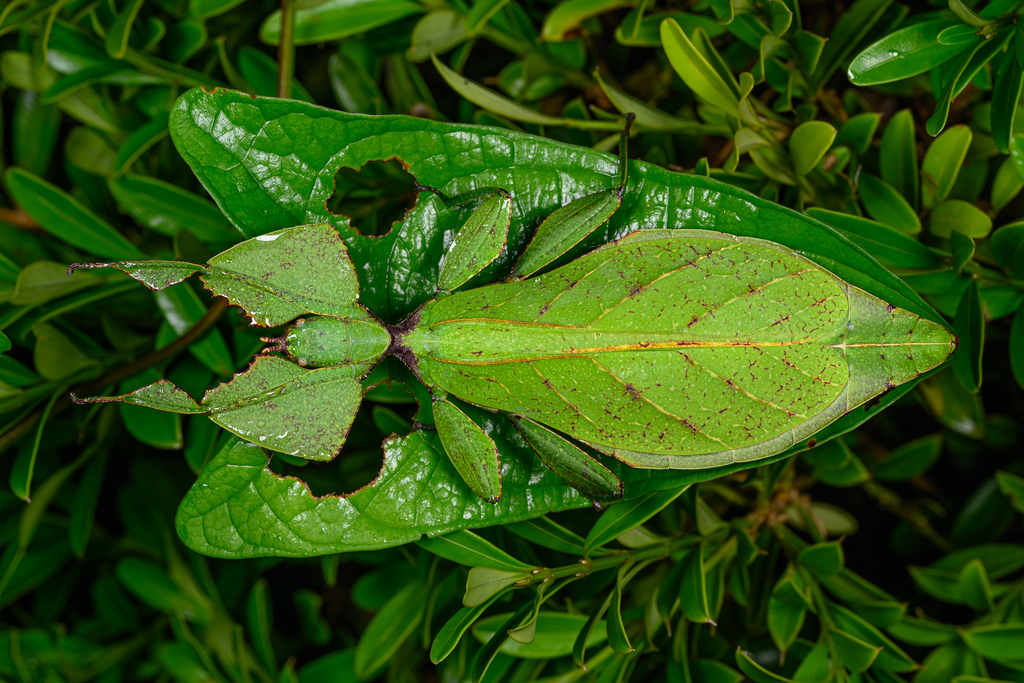 Cryptophyllium liyananae