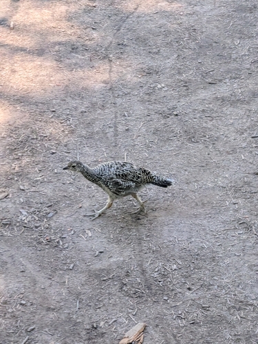 iNaturalist observation photo of Sooty Grouse