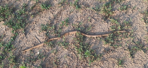 Smooth Snake
