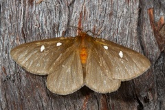 Anthela callispila