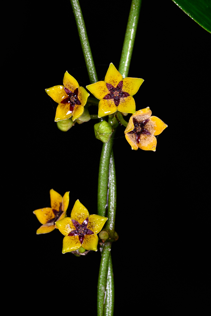 Heterostemma alatum