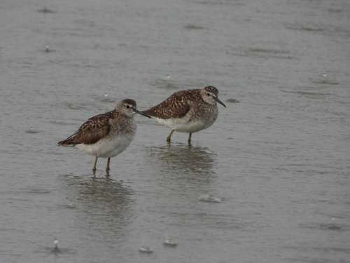 iNaturalist image