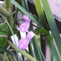 Dicliptera roxburghiana