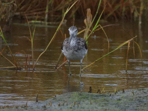iNaturalist image