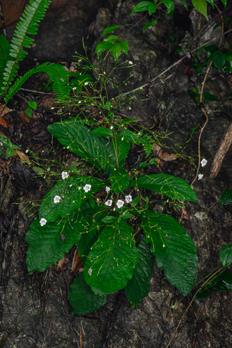 Paraboea glutinosa