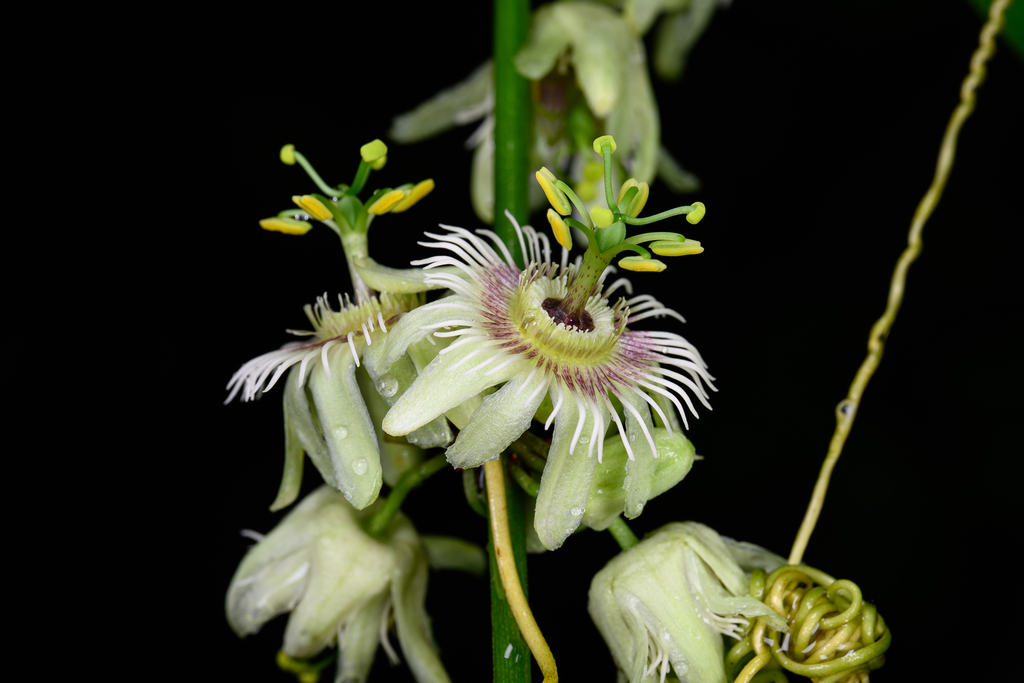 Passiflora cupiformis (Passiflora cupiformis)