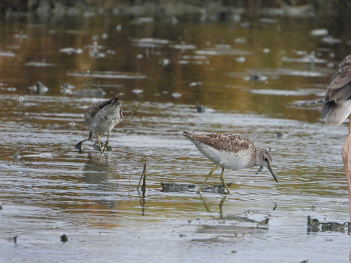 iNaturalist image