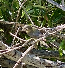 Vireo gilvus