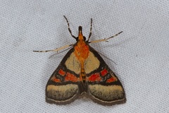 Metallarcha calliaspis