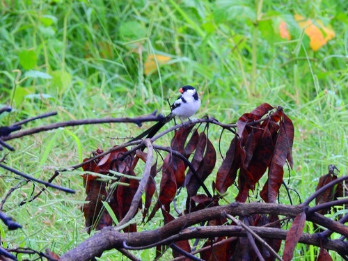 Pin-tailed Whydah