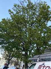 Magnoliopsida