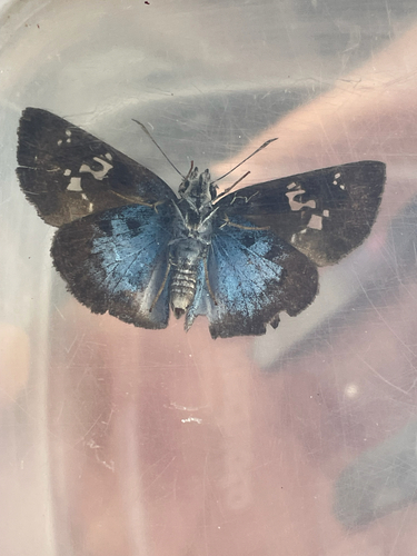 Common Blue-Skipper