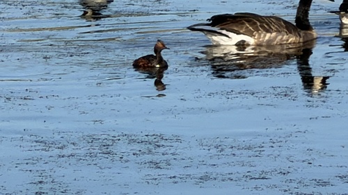 iNaturalist image