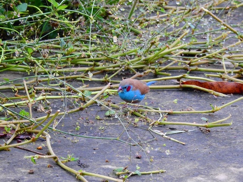 Red-cheeked Cordonbleu