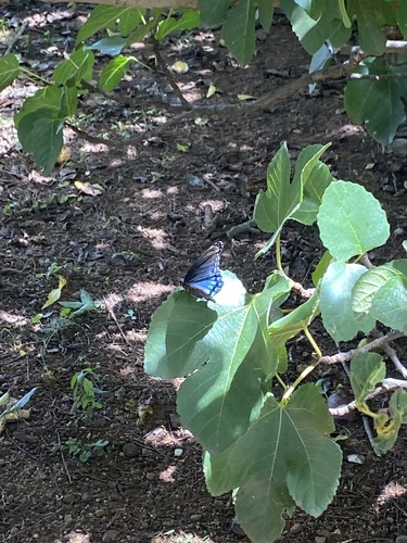 Red-spotted Admiral